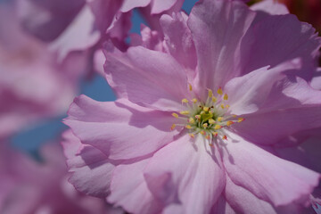 Close up of a pink cherry blossom in spring, with pollen in the middle, against a blue sky
