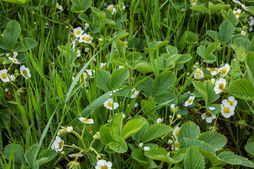 strawberries bloom in spring