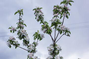 apple blossoms in spring