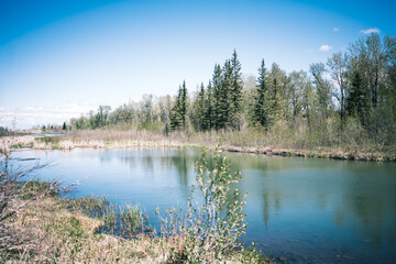 Fototapeta premium Forest in Alberta
