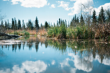 Fototapeta na wymiar Wetlands in Alberta Canada 