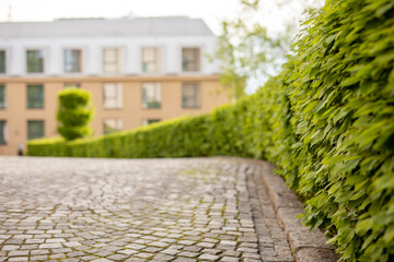 green hedge along the paved road, elegant neighborhood in spring