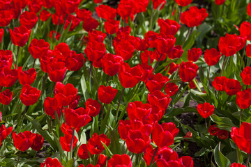 Background of red tulips. A beautiful tulip in a meadow. A flower bud in the spring in the sun. Flower bed. Tulip close-up. Red flower