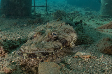 Fish swim in the Red Sea, colorful fish, Eilat Israel
