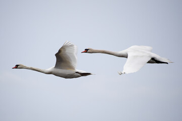 mute swan cygnus olor