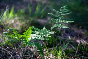 fern in the forest