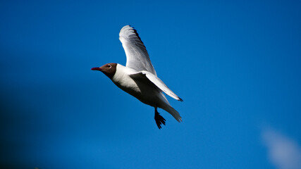 Obraz premium Mouette en vol