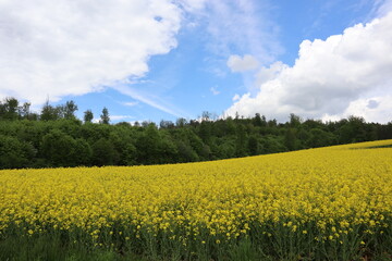 Intense yellow rapeseed field in europe, blossom from rape for oil, perfect flowers for bees, colorful landscape scene in spring time 