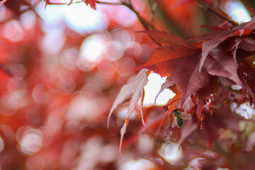 japanese maple tree and bee