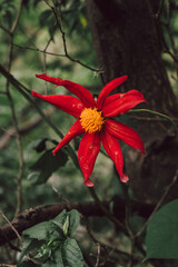 Red Flower