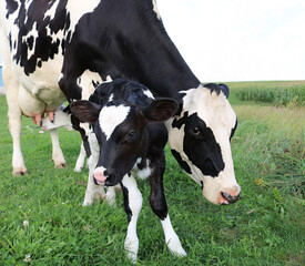 Closeup shot of a cow standing near its calf in the green field