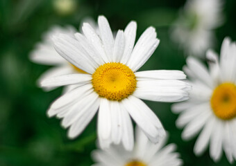 Obraz premium MARGARITA