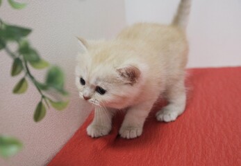 kitten playing with ball