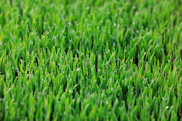Vigorous growth of rice seedlings, North China