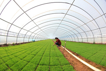 The technician is checking the growth of rice seedlings.