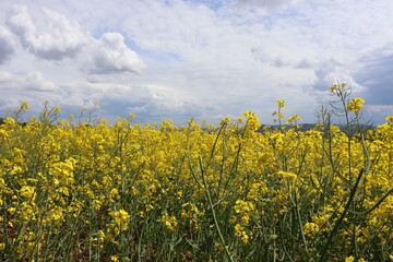 Intense yellow rapeseed field in europe, blossom from rape for oil, perfect flowers for bees, colorful landscape scene in spring time 