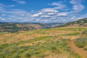 Naklejka premium Tom McCall Nature Preserve, Columbia River Gorge, springtime, landscape with mountains, meadow trees background