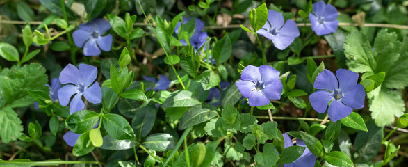 Obraz na płótnie Canvas Close up blue Vinca flower in the garden.