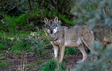 Iberian wolf // Iberischer Wolf // Lobo ibérico (Canis lupus signatus) © bennytrapp