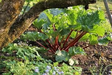 harvest time of red rhubarb