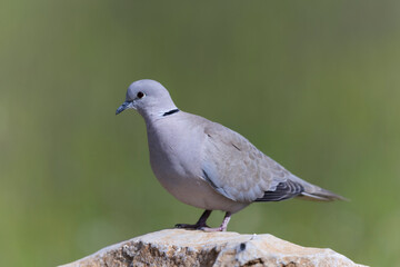 Tourterelle turque Streptopelia decaocta sur une peirre ou au sol
