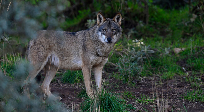 Iberischer Wolf // Iberian wolf // Lobo ib&eacute;rico (Canis lupus signatus)