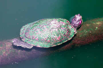 Cumberland slider freshwater turtle . Trachemys scripta troosti
