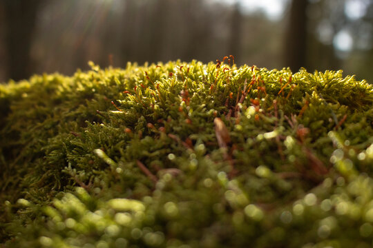 Photo d'arbre et de la nature prise en haute fagnes