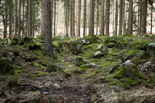 Photo d'arbre et de la nature prise en haute fagnes