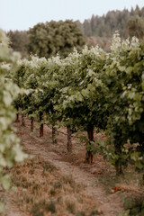 Fototapeta na wymiar Healdsburg California, Dry Creek vineyards & wine grapes at dusk
