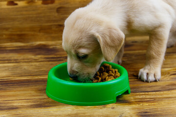 Small cute labrador retriever puppy dog eating his food from green plastic bowl on a floor