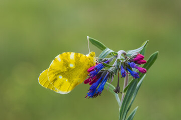  Zegris » Zegris eupheme »