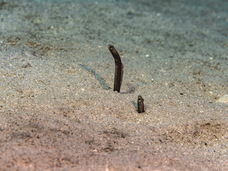 Brown Garden Eel in shallow water of coral reef of Caribbean Sea, Curacao