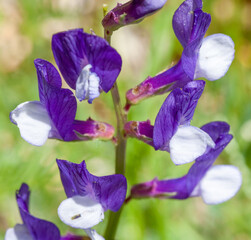 Macrophotographie de fleur sauvage - Vesce faux-sainfoin - Vicia onobrychioides