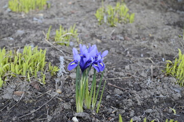 Closeup Iris reticulata known as netted iris with blurred background in early spring garden