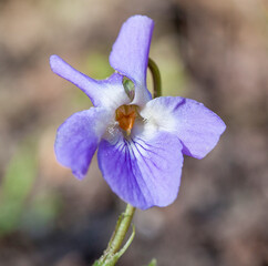 Macrophotographie de fleur sauvage - Violette blanche - Viola alba