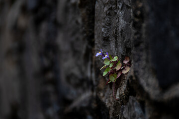 Petites fleurs bleues poussant sur un mur noirci (mise au point sélective). Concepts de force de...