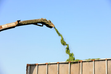 Fototapeta premium The harvester smashes the grass and sprays it out