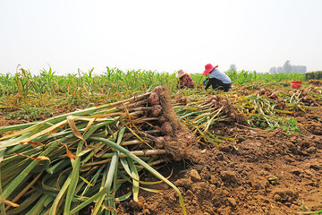 Farmers are harvesting garlic in the fields on a farm