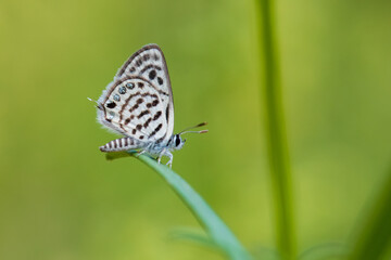 Lycaenidae / Balkan Kaplanı / / Tarucus balkanicus