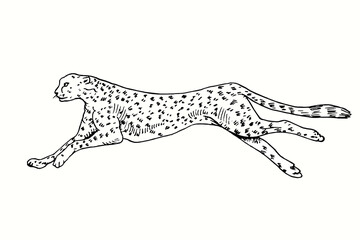 Cheetah running side view. Ink black and white doodle drawing in woodcut style.