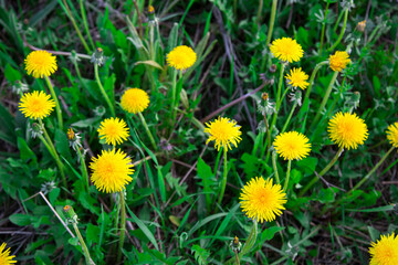 A glade of bright, beautiful yellow mother-and-stepmother flowers (lat. Tussilágo) on a background of green grass on a clear sunny day. Nature flora flowers.