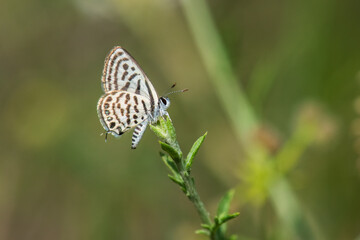 Obraz premium Lycaenidae / Balkan Kaplanı / / Tarucus balkanicus