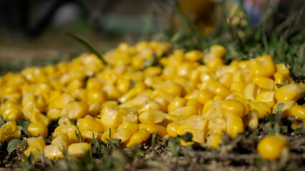 Sweet corn as fish bait. Yellow corn from a can on the ground near the lake. Great for carp tackle...