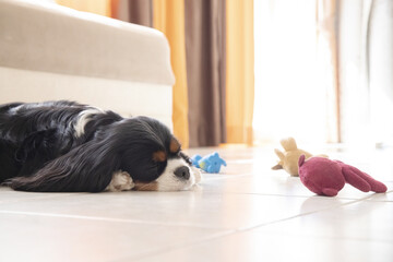 Sleeping puppy cavalier king charles spaniel. Little dog lies with toys, selective focus.