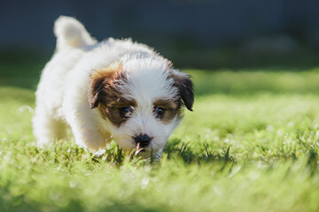 A cute jack russell terrier puppy, photo with blurry background