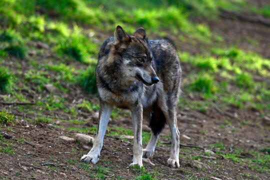Iberian wolf // Iberischer Wolf // Lobo ib&eacute;rico (Canis lupus signatus)