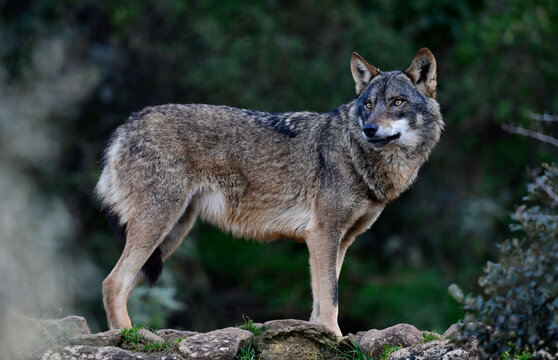 Iberischer Wolf // Iberian wolf // Lobo ib&eacute;rico (Canis lupus signatus)