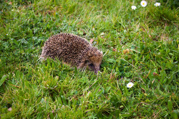 Hérisson dans l'herbre