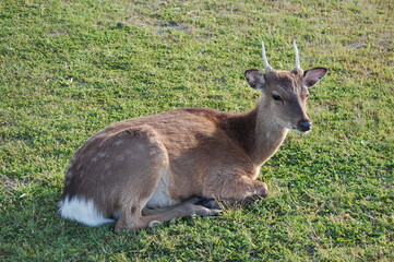 A sika deer, spike buck enjoying a sunny day on Assateague Island, in Worcester County, Maryland.